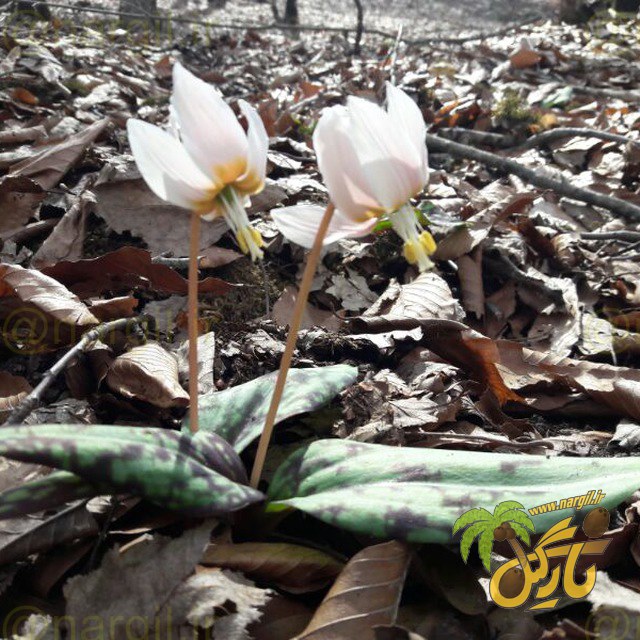 گیاه سگ دندان